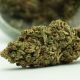 Fleurs CBD - Gelato indoor -2